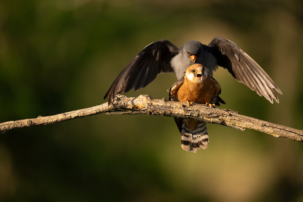 Färgstarka fåglar på pusztan - Ungern. Fotoresa med Wild Nature fotoresor. Foto Magnus Martinsson