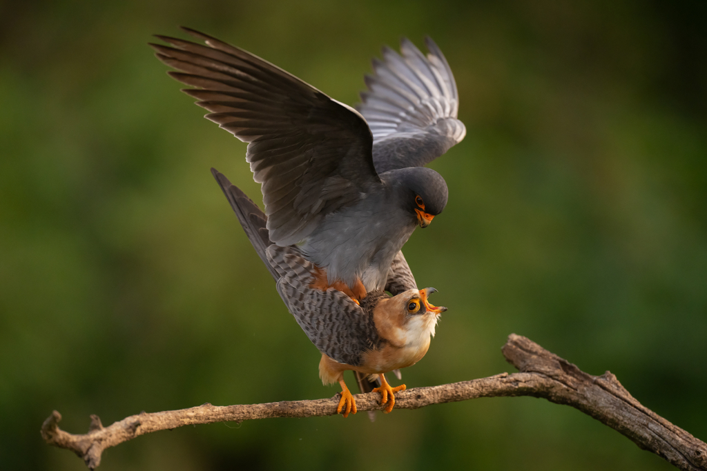 Färgstarka fåglar på pusztan - Ungern. Fotoresa med Wild Nature fotoresor. Foto Magnus Martinsson