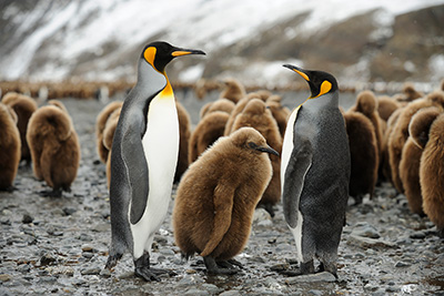 Det stora pingvinäventyret Falkland, Sydgeorgien och Antarktis. Fotoresa med Wild Nature fotoresor. Foto: Magnus Martinsson