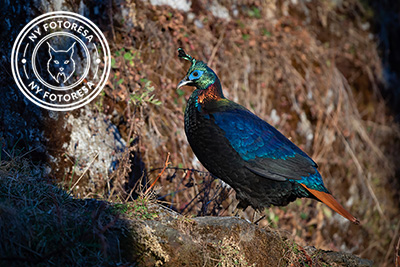 Natur och kultur på världens tak - Bhutan. Fotoresa med Wild Nature fotoresor. Foto: Magnus Martinsson