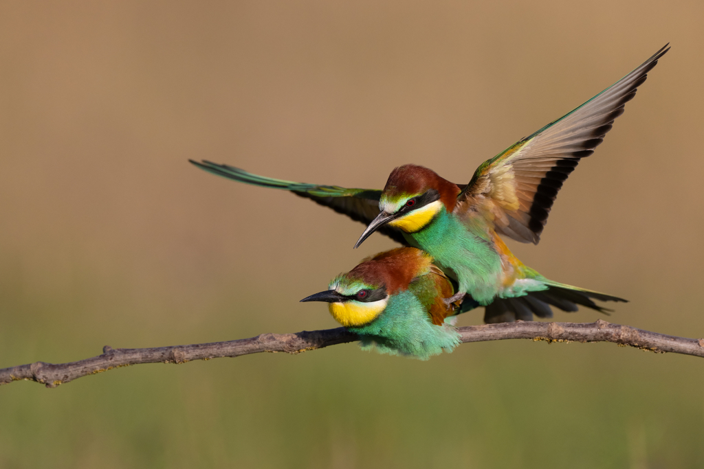 Färgstarka fåglar på pusztan - Ungern. Fotoresa med Wild Nature fotoresor. Foto Magnus Martinsson