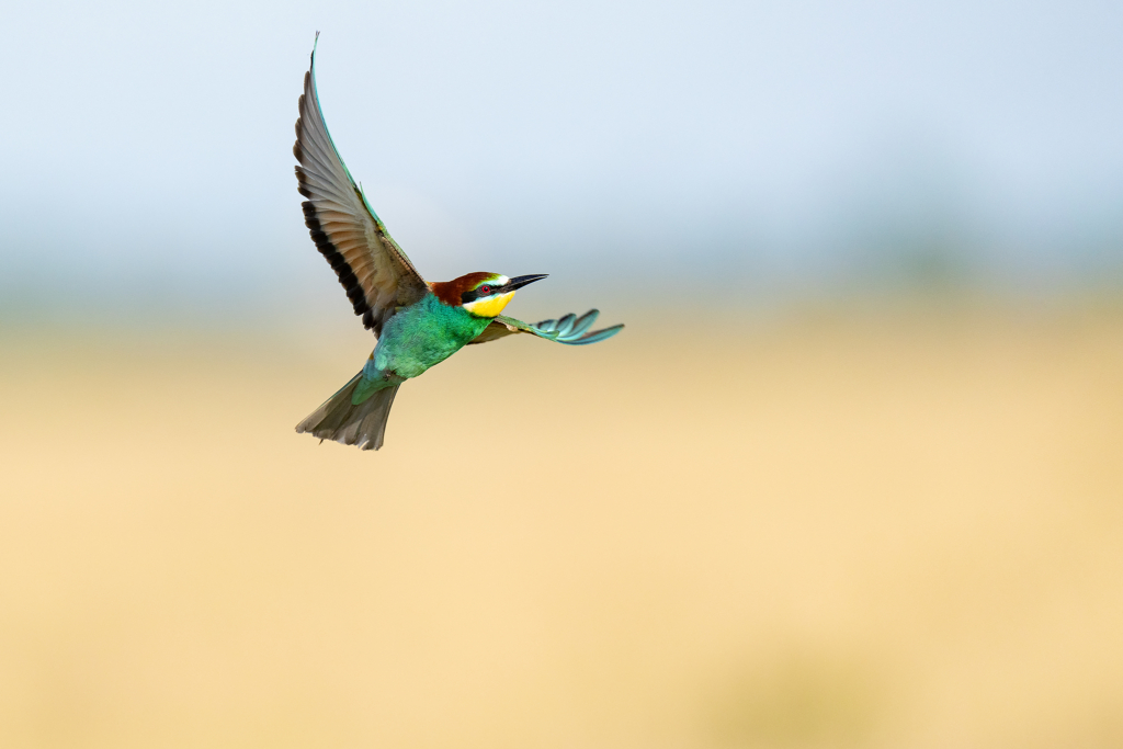 Färgstarka fåglar på pusztan - Ungern. Fotoresa med Wild Nature fotoresor. Foto Magnus Martinsson