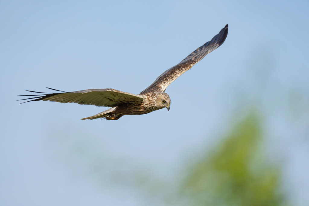 Färgstarka fåglar på pusztan - Ungern. Fotoresa med Wild Nature fotoresor. Foto Magnus Martinsson