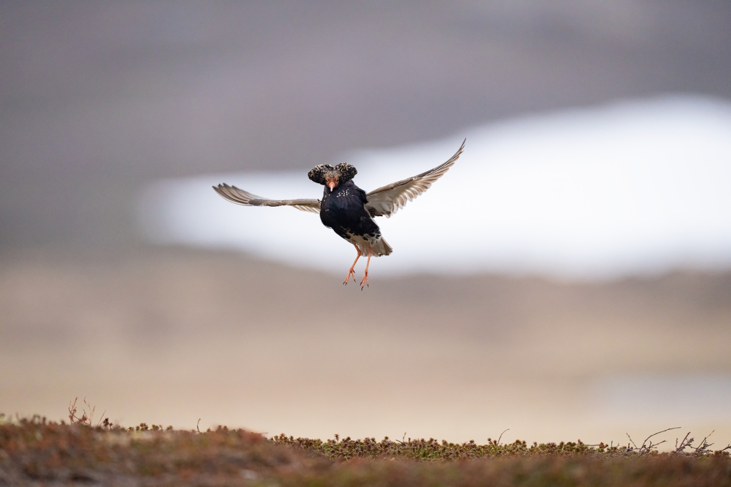 Arktiskt sommarfågelprakt i Varanger , Norge. Fotoresa med Wild Nature fotoresor. Foto: Magnus Martinsson