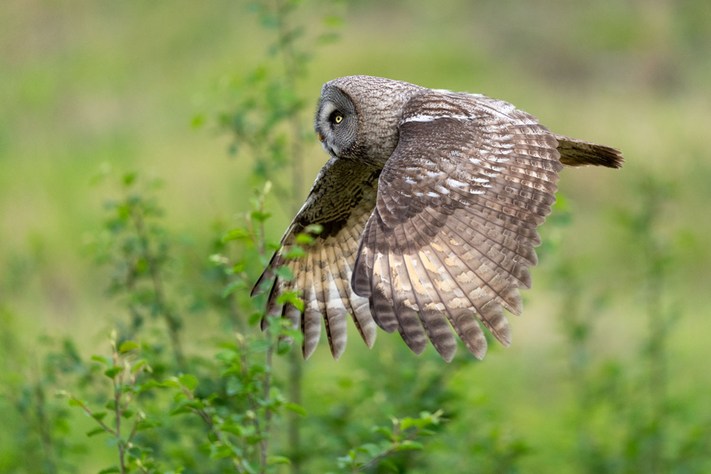 Ugglor - Nattens tysta jägare, Norge.
Fotoresa med Wild Nature fotoresor. Foto av Floris Smeets