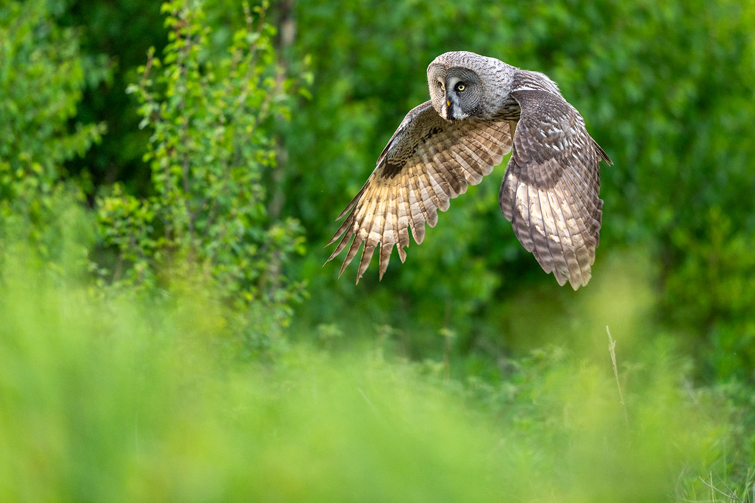 Ugglor - Nattens tysta jägare, Norge. Fotoresa med Wild Nature fotoresor. Foto av Floris Smeets