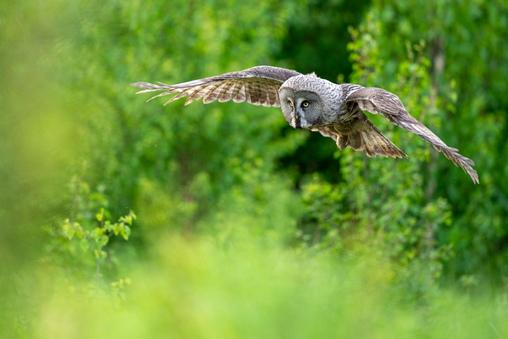 Ugglor - Nattens tysta jägare, Norge.
Fotoresa med Wild Nature fotoresor. Foto av Floris Smeets