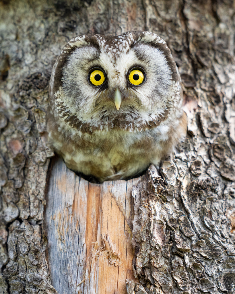 Ugglor - Nattens tysta jägare, Norge.
Fotoresa med Wild Nature fotoresor. Foto av Floris Smeets