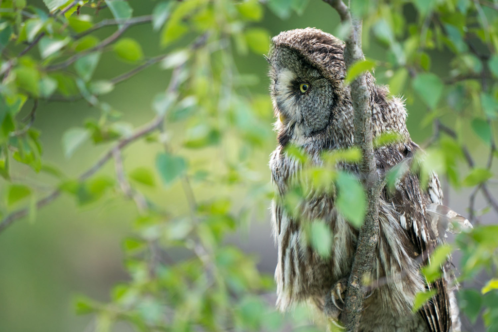 Ugglor - Nattens tysta jägare, Norge.
Fotoresa med Wild Nature fotoresor. Foto av Floris Smeets