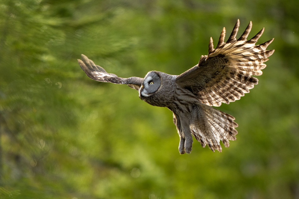 Ugglor - Nattens tysta jägare, Norge.
Fotoresa med Wild Nature fotoresor. Foto av Floris Smeets