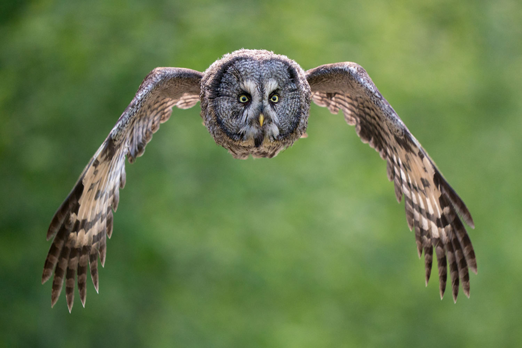 Ugglor - Nattens tysta jägare, Norge.
Fotoresa med Wild Nature fotoresor. Foto av Floris Smeets