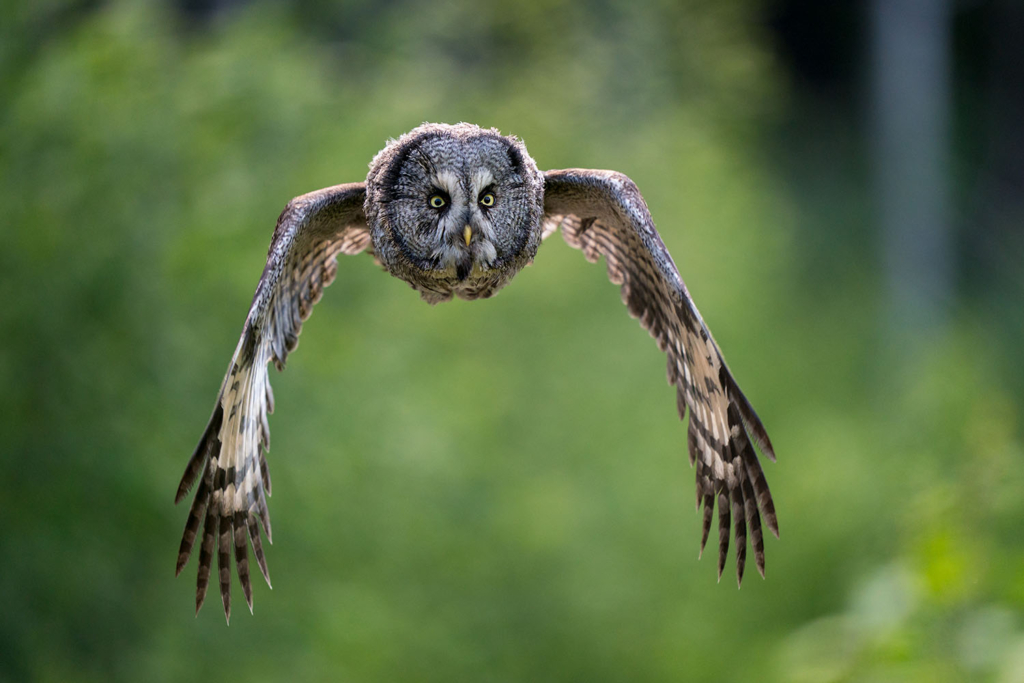 Ugglor - Nattens tysta jägare, Norge.
Fotoresa med Wild Nature fotoresor. Foto av Floris Smeets