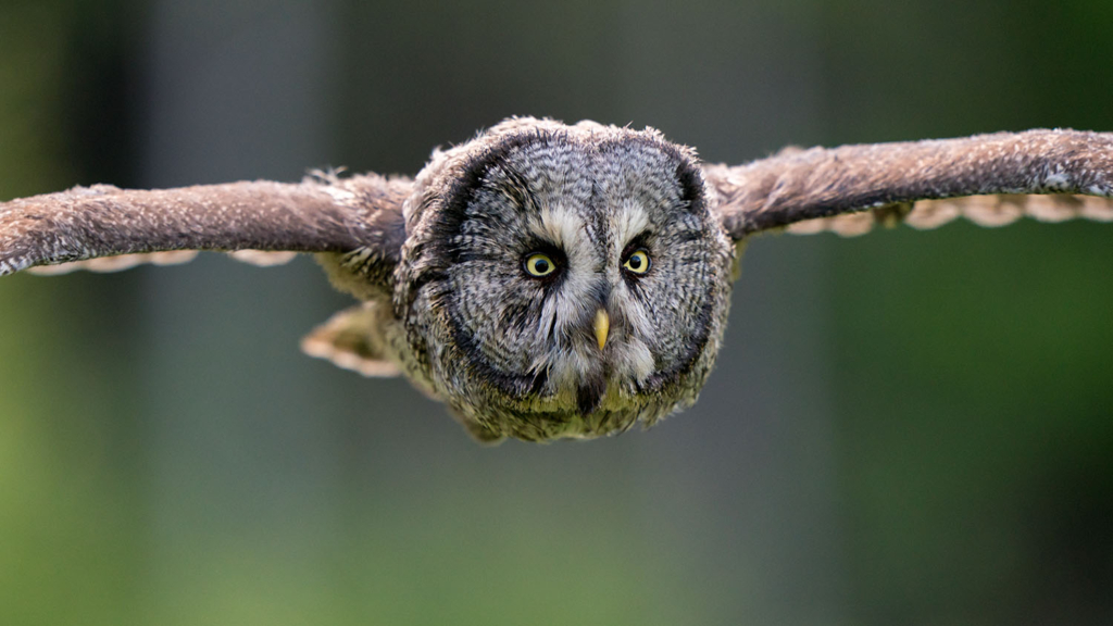 Ugglor - Nattens tysta jägare, Norge.
Fotoresa med Wild Nature fotoresor. Foto av Floris Smeets