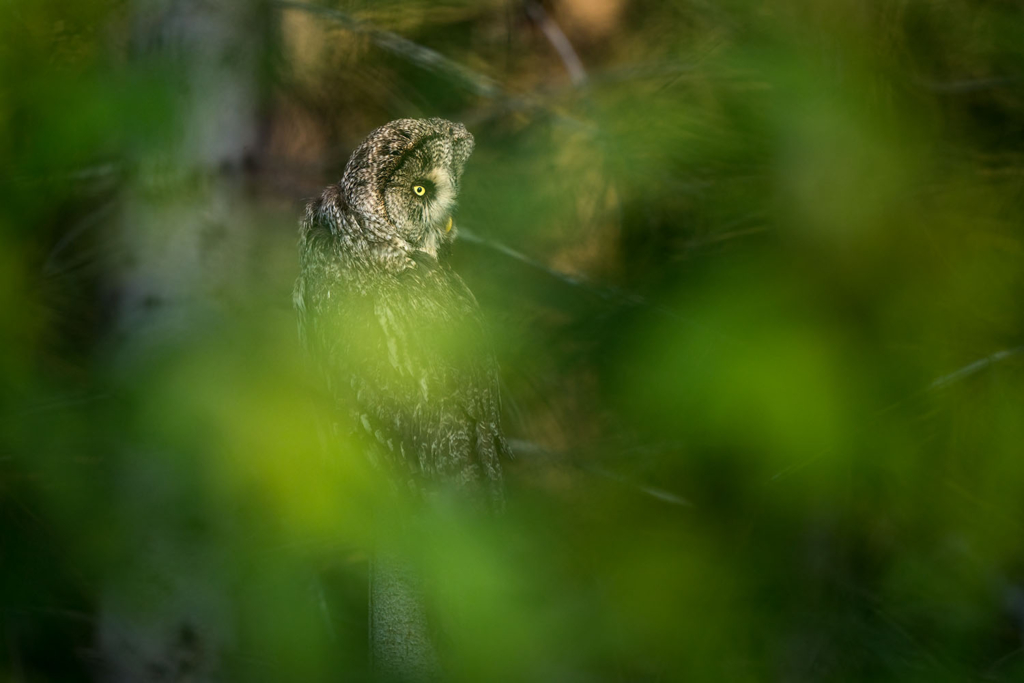 Ugglor - Nattens tysta jägare, Norge.
Fotoresa med Wild Nature fotoresor. Foto av Floris Smeets