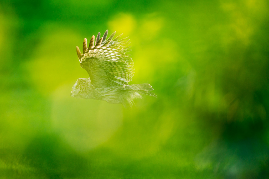 Ugglor - Nattens tysta jägare, Norge.
Fotoresa med Wild Nature fotoresor. Foto av Floris Smeets