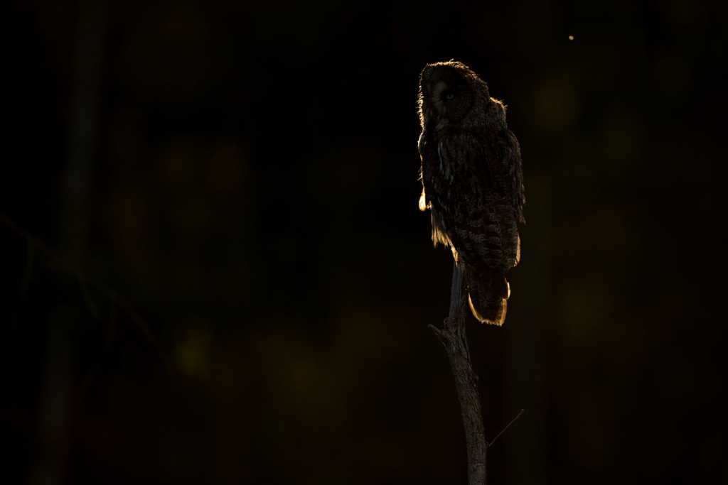 Ugglor - Nattens tysta jägare, Norge.
Fotoresa med Wild Nature fotoresor. Foto av Floris Smeets