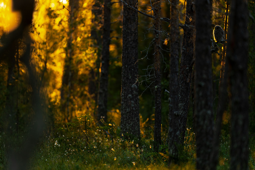 Ugglor - Nattens tysta jägare, Norge.
Fotoresa med Wild Nature fotoresor. Foto av Floris Smeets