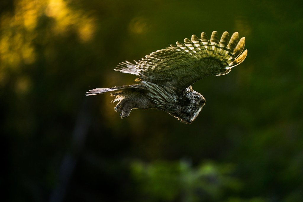 Ugglor - Nattens tysta jägare, Norge.
Fotoresa med Wild Nature fotoresor. Foto av Floris Smeets