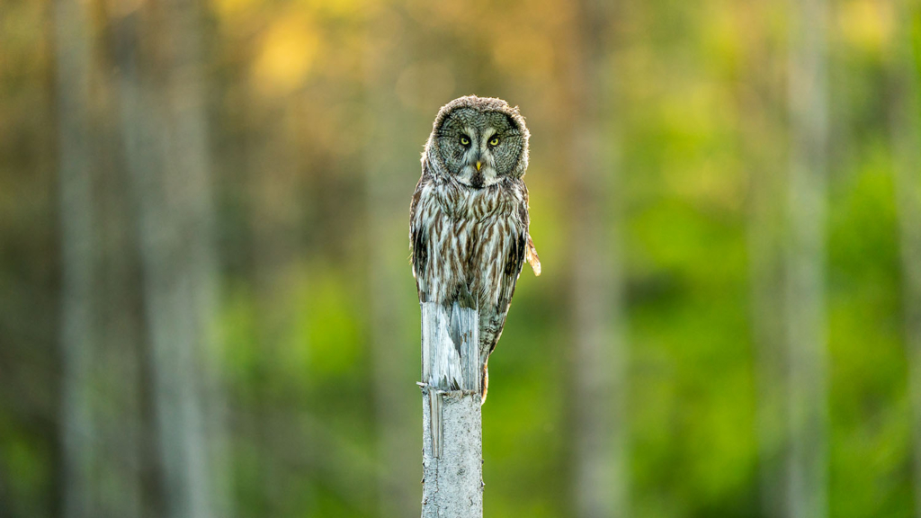 Ugglor - Nattens tysta jägare, Norge. Fotoresa med Wild Nature fotoresor. Foto av Floris Smeets