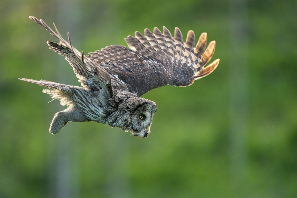 Ugglor - Nattens tysta jägare, Norge.
Fotoresa med Wild Nature fotoresor. Foto av Floris Smeets