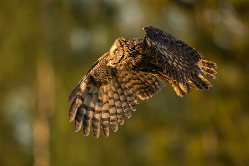 Ugglor - Nattens tysta jägare, Norge.
Fotoresa med Wild Nature fotoresor. Foto av Floris Smeets