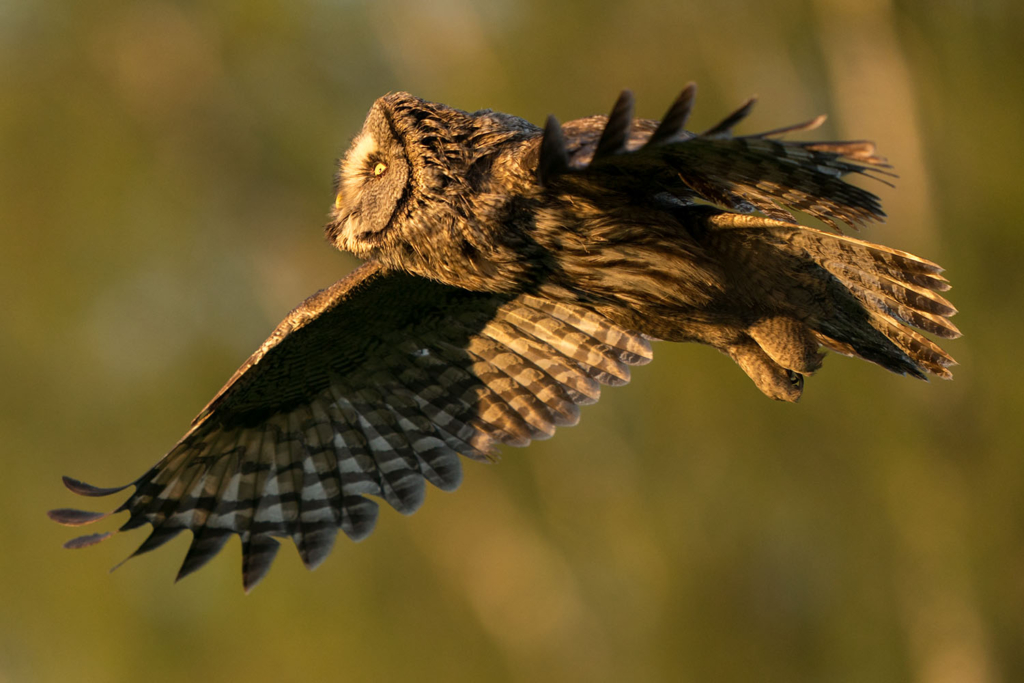 Ugglor - Nattens tysta jägare, Norge.
Fotoresa med Wild Nature fotoresor. Foto av Floris Smeets