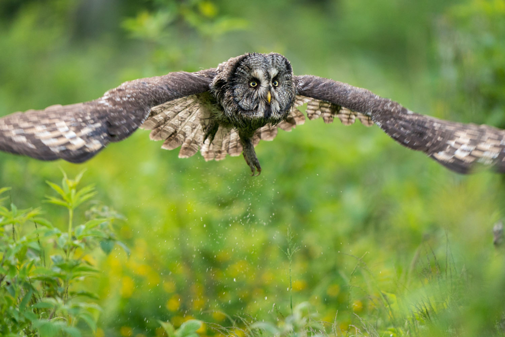 Ugglor - Nattens tysta jägare, Norge.
Fotoresa med Wild Nature fotoresor. Foto av Floris Smeets