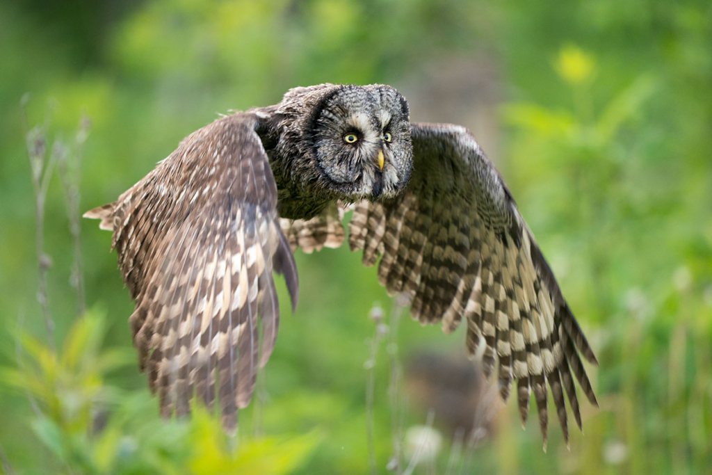 Ugglor - Nattens tysta jägare, Norge.
Fotoresa med Wild Nature fotoresor. Foto av Floris Smeets