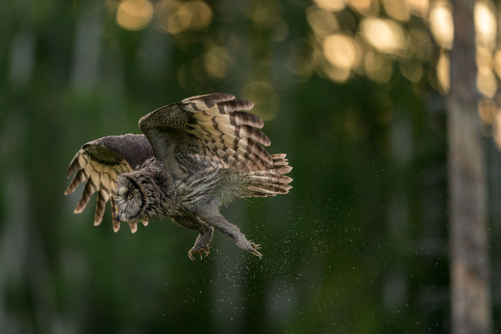 Ugglor - Nattens tysta jägare, Norge.
Fotoresa med Wild Nature fotoresor. Foto av Floris Smeets