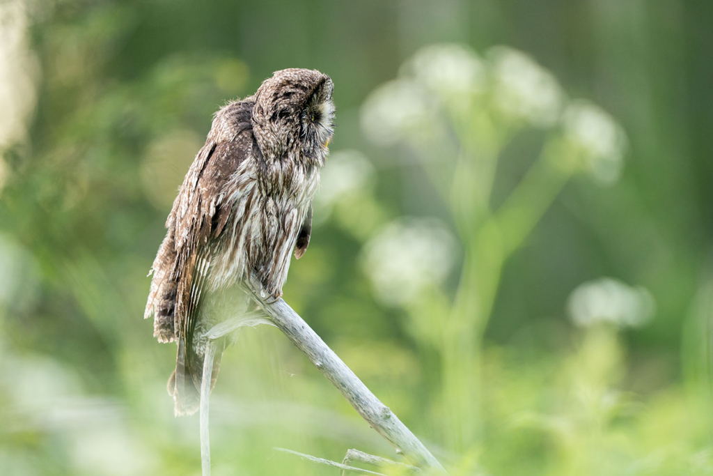 Ugglor - Nattens tysta jägare, Norge.
Fotoresa med Wild Nature fotoresor. Foto av Floris Smeets