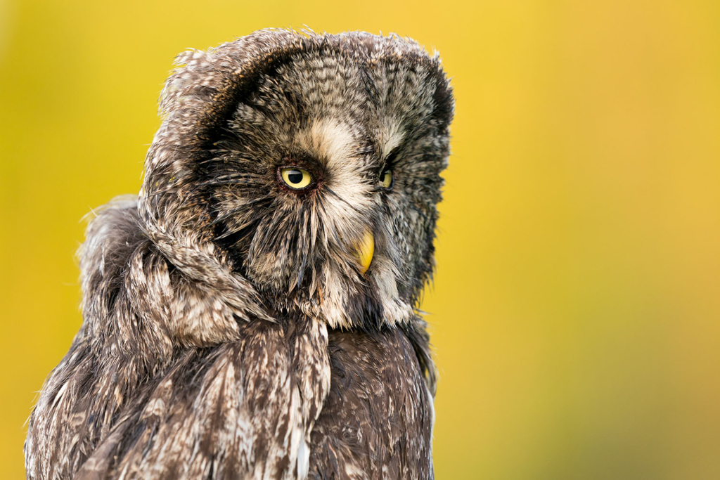 Ugglor - Nattens tysta jägare, Norge.
Fotoresa med Wild Nature fotoresor. Foto av Floris Smeets