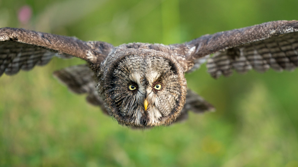 Ugglor - Nattens tysta jägare, Norge.
Fotoresa med Wild Nature fotoresor. Foto av Floris Smeets