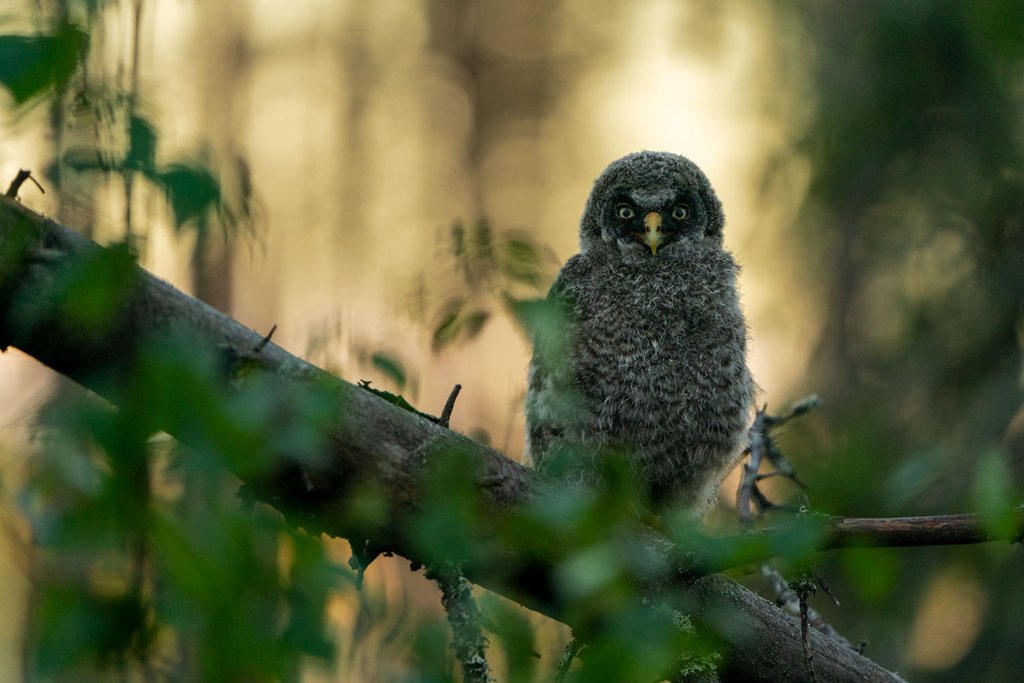 Ugglor - Nattens tysta jägare, Norge.
Fotoresa med Wild Nature fotoresor. Foto av Floris Smeets