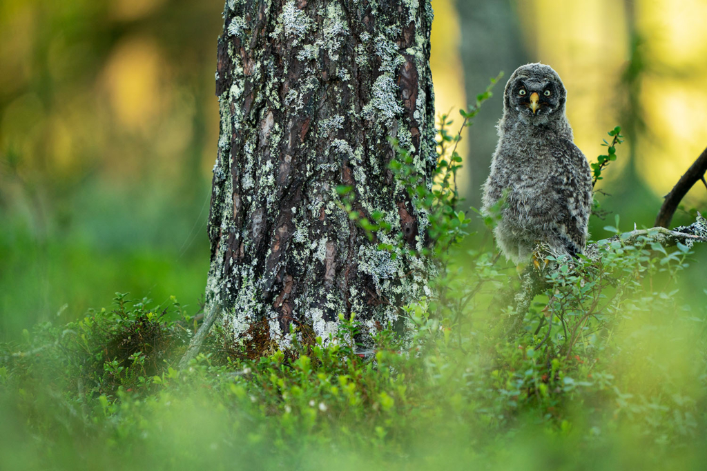 Ugglor - Nattens tysta jägare, Norge.
Fotoresa med Wild Nature fotoresor. Foto av Floris Smeets