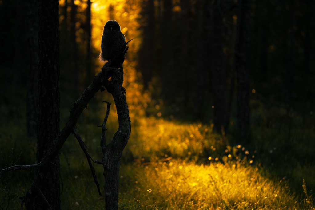 Ugglor - Nattens tysta jägare, Norge.
Fotoresa med Wild Nature fotoresor. Foto av Floris Smeets