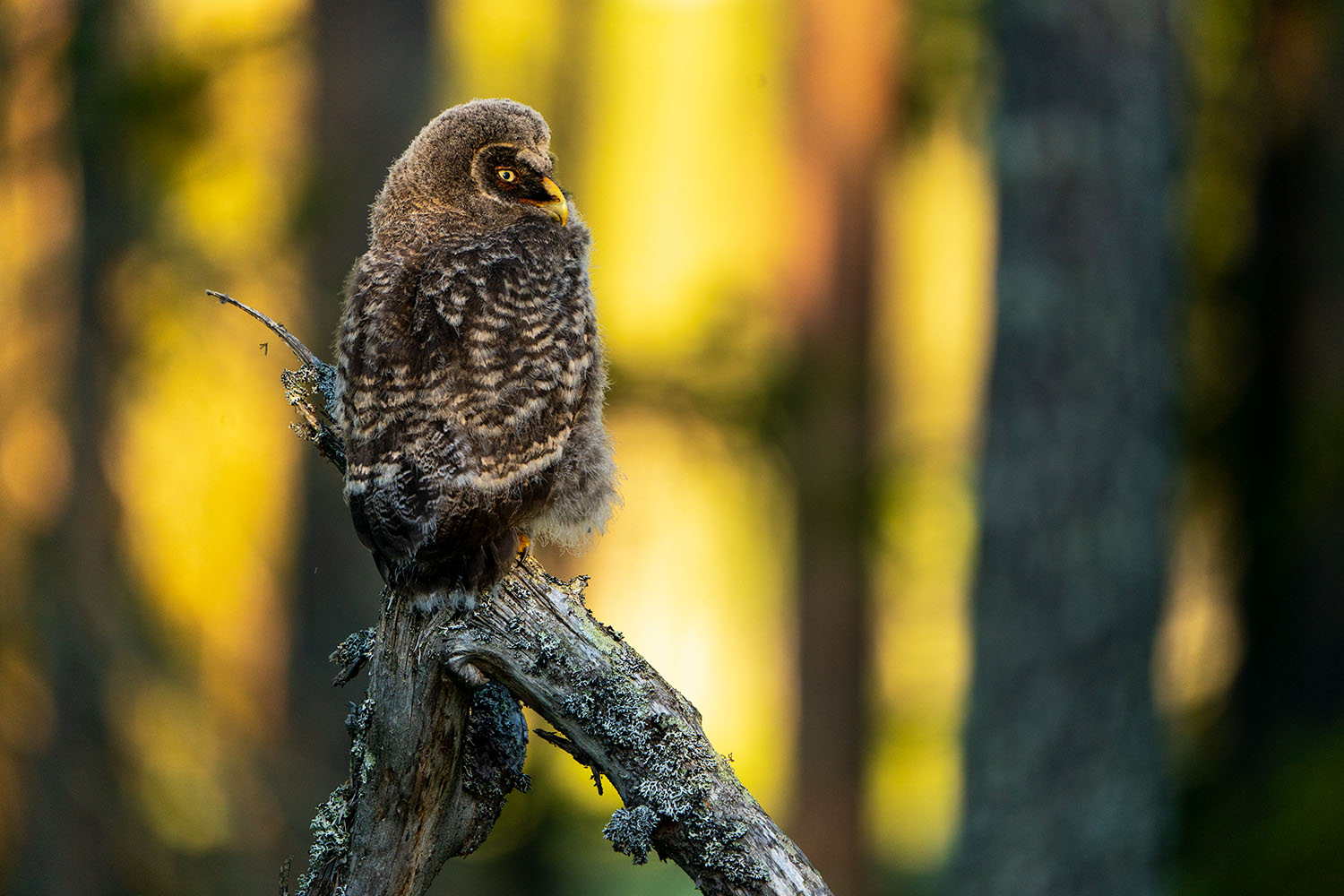 Ugglor - Nattens tysta jägare, Norge.
Fotoresa med Wild Nature fotoresor. Foto av Floris Smeets