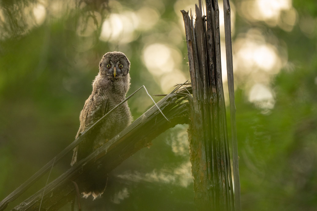 Ugglor - Nattens tysta jägare, Norge.
Fotoresa med Wild Nature fotoresor. Foto av Floris Smeets