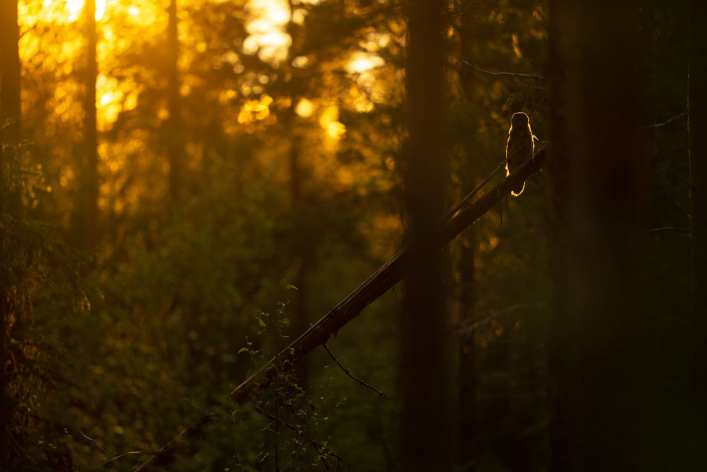 Ugglor - Nattens tysta jägare, Norge.
Fotoresa med Wild Nature fotoresor. Foto av Floris Smeets