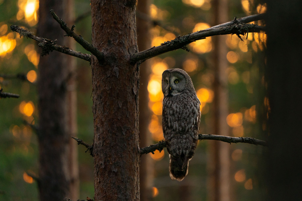 Ugglor - Nattens tysta jägare, Norge.
Fotoresa med Wild Nature fotoresor. Foto av Floris Smeets