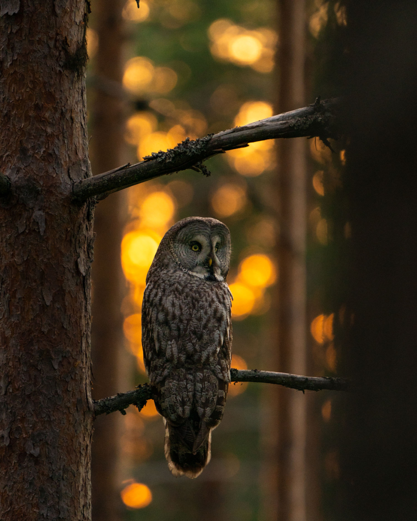 Ugglor - Nattens tysta jägare, Norge.
Fotoresa med Wild Nature fotoresor. Foto av Floris Smeets