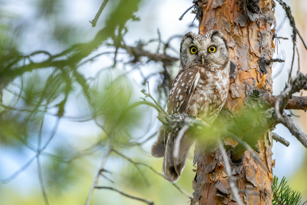 Ugglor - Nattens tysta jägare, Norge.
Fotoresa med Wild Nature fotoresor. Foto av Floris Smeets