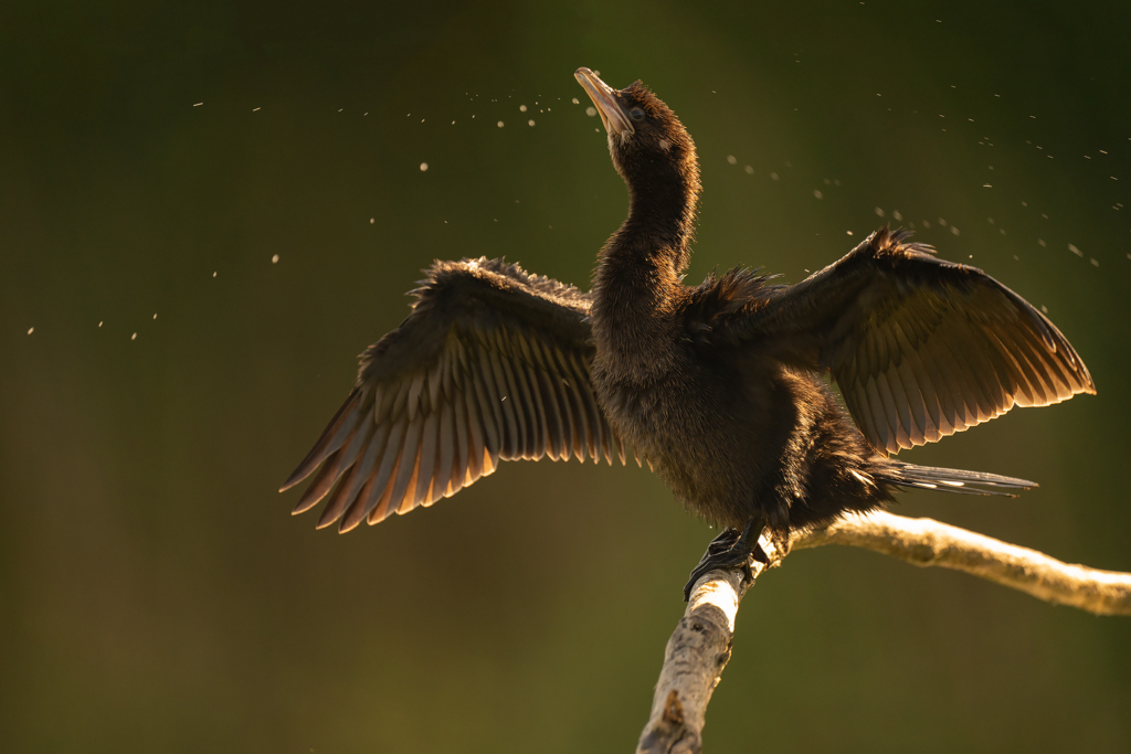 Färgstarka fåglar på pusztan - Ungern. Fotoresa med Wild Nature fotoresor. Foto Magnus Martinsson