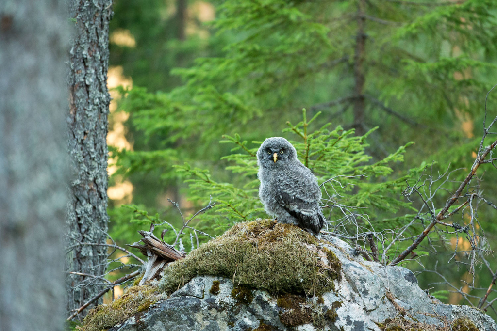 Ugglor - Nattens tysta jägare, Norge.
Fotoresa med Wild Nature fotoresor. Foto av Floris Smeets