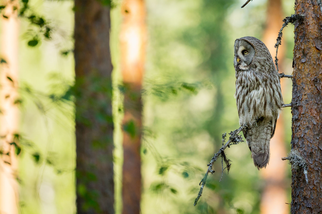 Ugglor - Nattens tysta jägare, Norge.
Fotoresa med Wild Nature fotoresor. Foto av Floris Smeets