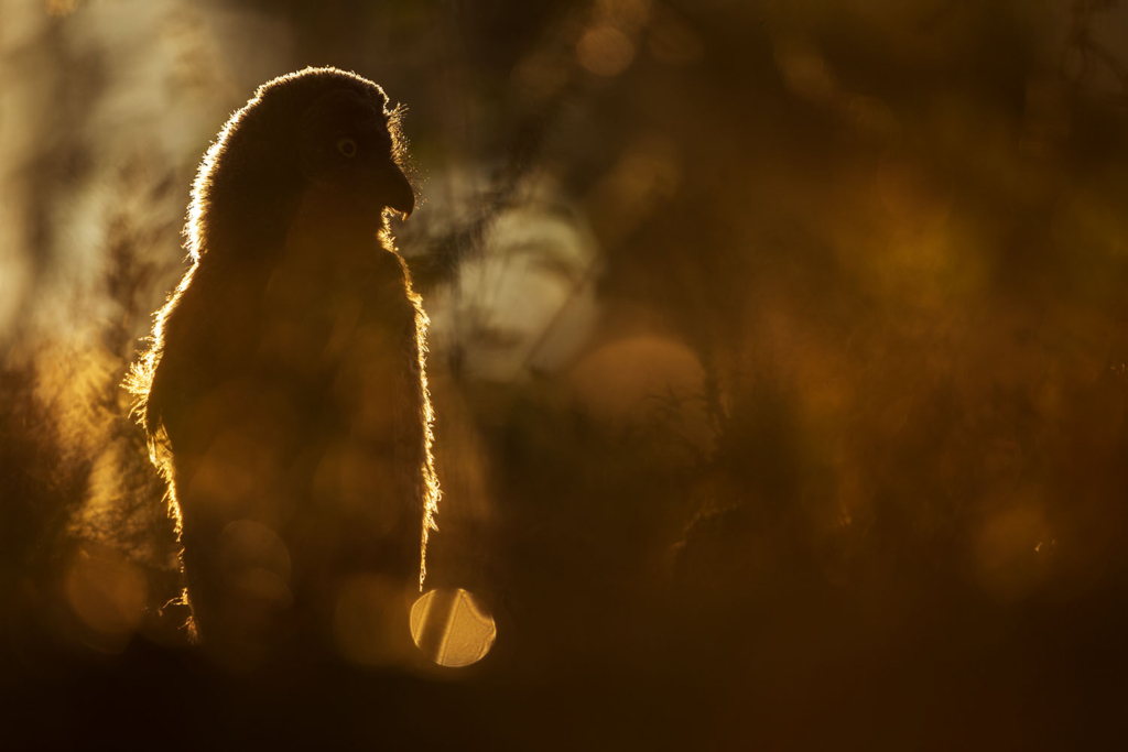 Ugglor - Nattens tysta jägare, Norge.
Fotoresa med Wild Nature fotoresor. Foto av Floris Smeets