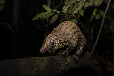 Myrkottar, unika fåglar och regnskogens mångfald - Ghana. Fotoresa med Wild Nature fotoresor. Foto Henrik Karlsson