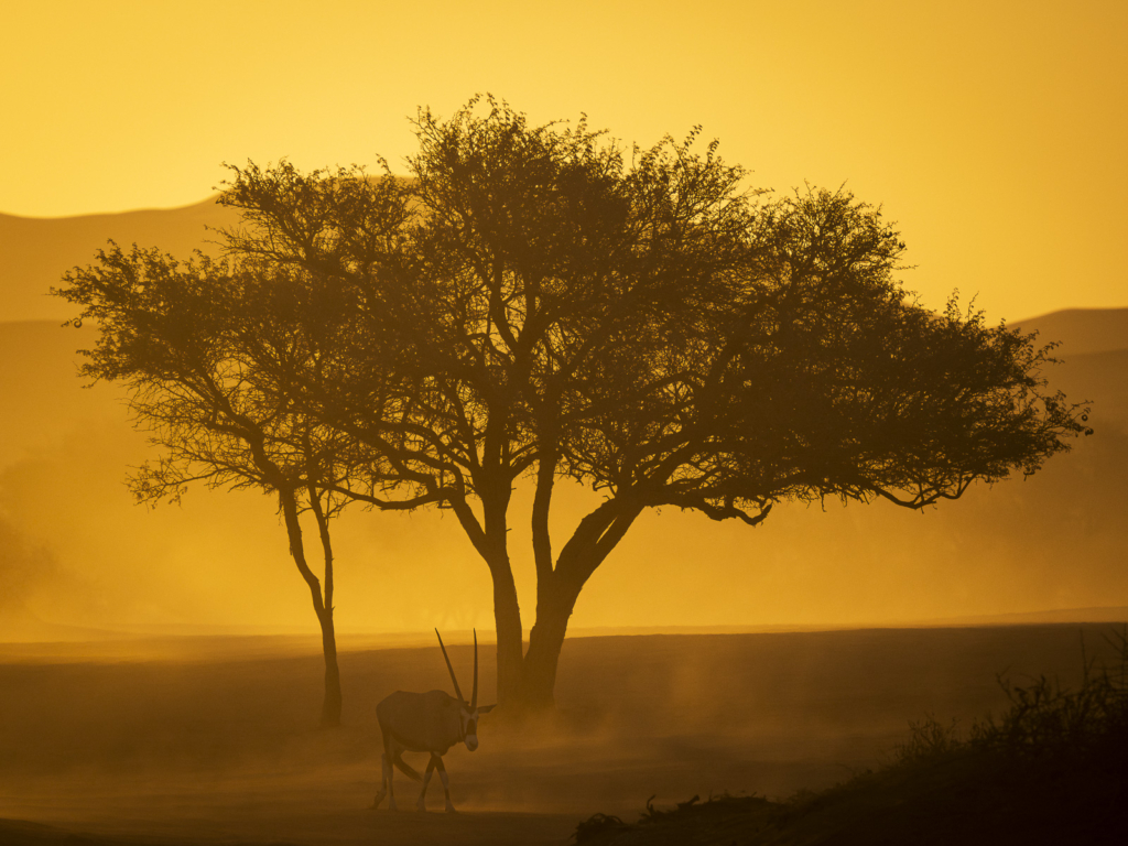 Ökenlandskap, stjärnhimlar och spännande djurliv - Namibia. Fotoresa med Wild Nature fotoresor. Foto: Henrik Karlsson
Oryx, Sossusvlei, Namib Nauklauft