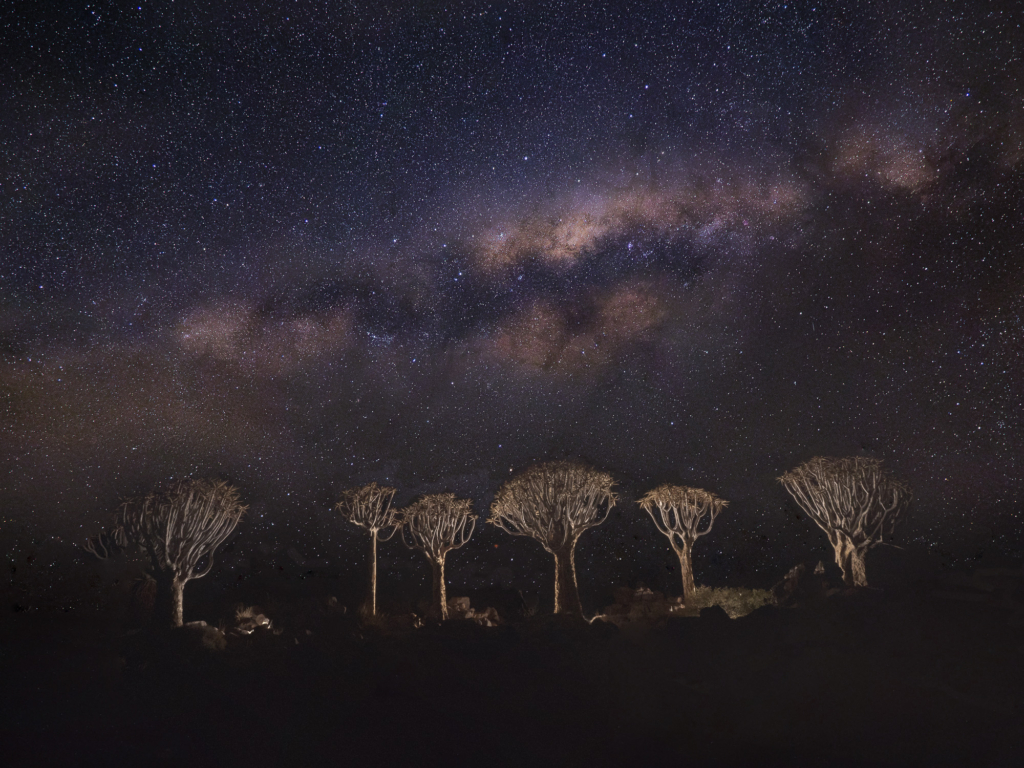 Ökenlandskap, stjärnhimlar och spännande djurliv - Namibia. Fotoresa med Wild Nature fotoresor. Foto: Henrik Karlsson
Oryx, Quiver tree, Milky Way, star trail, star photography, vintergatan, photo tour