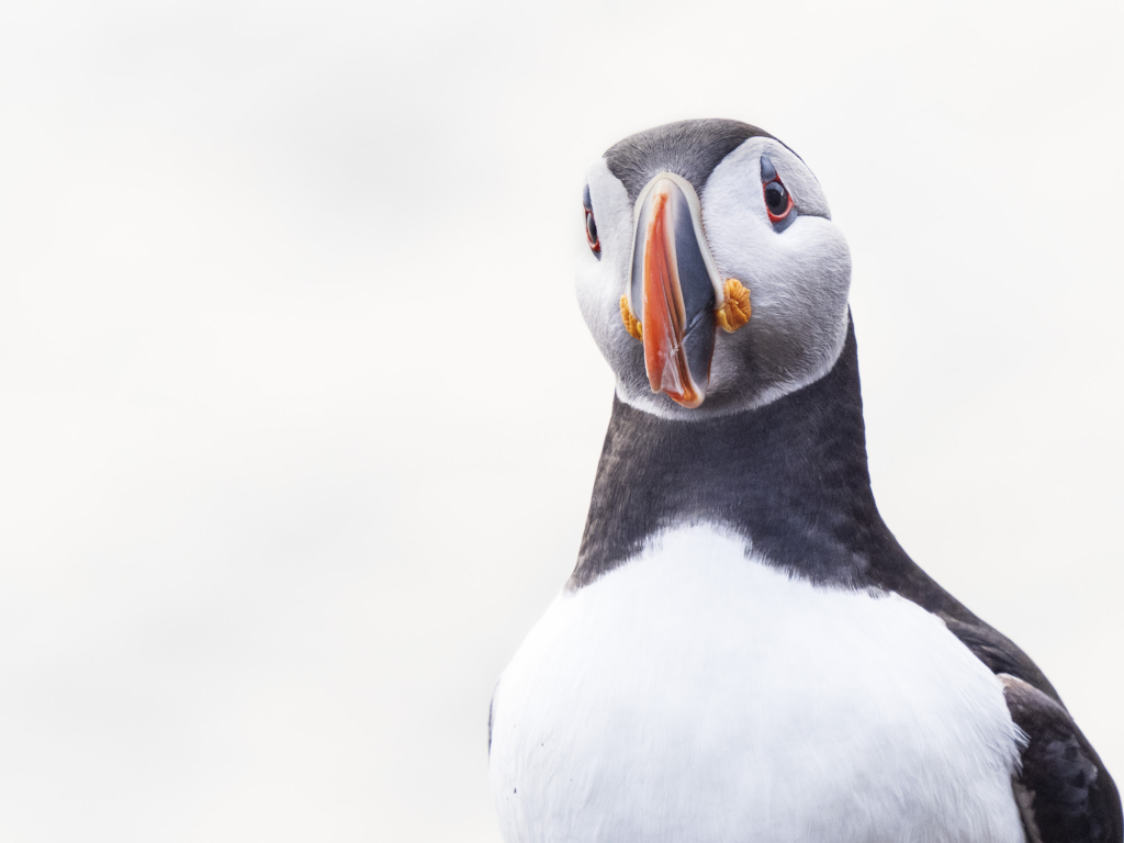 Arktiskt sommarfågelprakt i Varanger , Norge. Fotoresa med Wild Nature fotoresor. Foto: Henrik Karlsson 