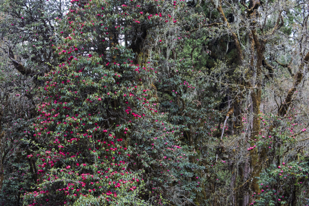 Natur och kultur på världens tak - Bhutan. Fotoresa med Wild Nature fotoresor. Foto: Henrik Karlsson